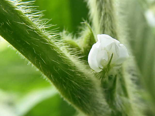 The R-1 growth stage occurs in soybeans when first bloom begins to appear, and it can happen earlier than you might guess, Image courtesy of Shawn Conley, University of Wisconsin 